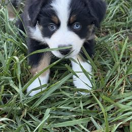 Girl 1 - Black tri female Miniature American Shepherd puppy in Easton, Missouri from Country Creek Kennels