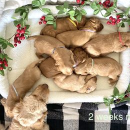 Goldendoodle Puppies from Doodle Love ❤️