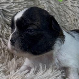Finnegan - Brindle and white male Shih Tzu puppy in Vernon, New Jersey from Calta’s Cute Shih Tzu