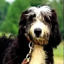 Romeo - Bernedoodle