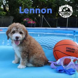 Lennon - Tri-color male Bernedoodle puppy in Heyworth, Illinois from Cobble Creek Puppies