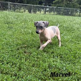 Marvel - Black tan and white female American Hairless Terrier puppy in Buckingham, Illinois from Gaus Hof