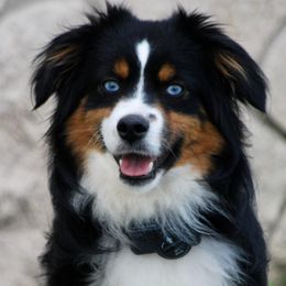 Axel - Toy Australian Shepherd