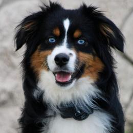 Axel - Toy Australian Shepherd