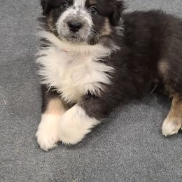 Australian Shepherd Puppies from Whitfarm Aussies