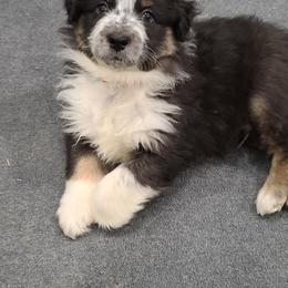 Australian Shepherd Puppies from Whitfarm Aussies