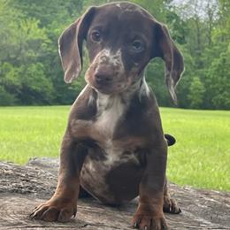 Pixie - Dapple female Dachshund puppy in Industry, Illinois from KDKs Kennels