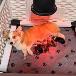 Girl 1 - Red female Pembroke Welsh Corgi puppy in Caliente, California from Rafter Cross 7