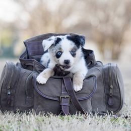 Sequoia - Miniature Australian Shepherd puppy from Triple Lake Ranch Miniature Australian Shepherds