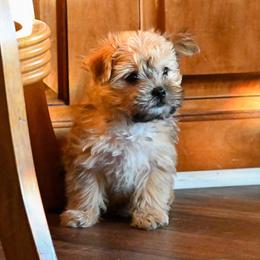 Wally - Gold male Morkie puppy in Guthrie, Kentucky from Happy Tail Puppies