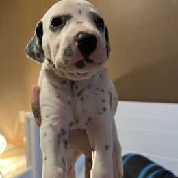 Dalmatian Puppies from Hallmark Dalmatians;