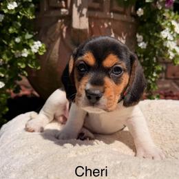 Cheri - Black tan and white female Beagle puppy in Mansfield, Missouri from Rippee Creek Kennel