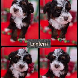 Lantern - Tri-color male Bernedoodle puppy in Decatur, Tennessee from Diamond's Doodles