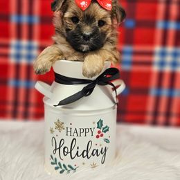 Macey - Gold female Morkie puppy in Monticello, Iowa from Ashley’s Puppies