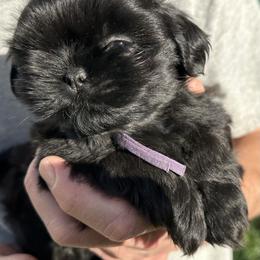 Gizmo - Shih Tzu puppy from Southern Sass Shih Tzu