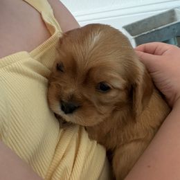 Boy 1 - Ruby male Cavalier King Charles Spaniel puppy in Solon, Iowa from Hickory House Cavaliers