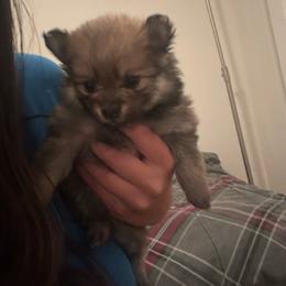 Luna - Tri-colored female Pomeranian puppy in Beaver Creek, Colorado from Rocky Mountain Pomeranians