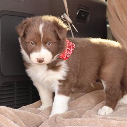 Red Collar - Red male Border Collie puppy in Courtland, Alabama from C Bar C Ranch Border Collies