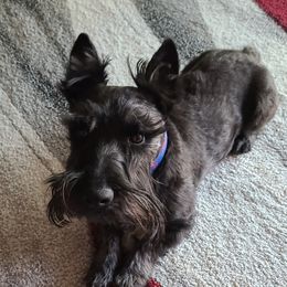 Stryker - Scottish Terrier