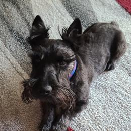 Stryker - Scottish Terrier