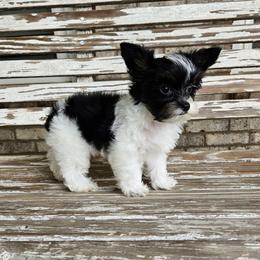 Princess Rosalina - Parti female Yorkshire Terrier puppy in Cherryville, North Carolina from Alsop's Precious Paws