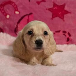 Harmony's middle girl - Cream female Dachshund puppy in Wheatfield, Indiana from Wines Wienery