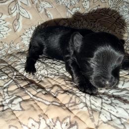 Baby boy 1 - Black and tan male Yorkshire Terrier puppy in Gilbert, Arizona from Yorkie Your Soulmate Puppy