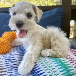 Moe - Wheaten male Miniature Schnauzer puppy in Canyon Lake, Texas from Chambers Schnauzers