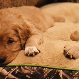 Golden Retriever Puppies from Singing Dog Farm
