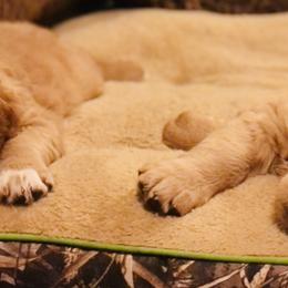 Golden Retriever Puppies from Singing Dog Farm