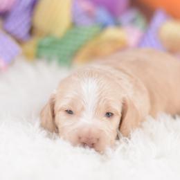 Carolina - FULL AKC Cream - Cream female Dachshund puppy in Neosho, Missouri from A Walk In The Park