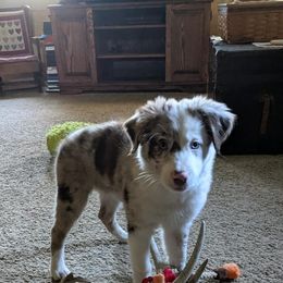 Australian Shepherd Puppies from Aussies Of Circle H