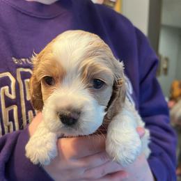 Jewels - Buff and white female Cockapoo puppy in Wellington, Kansas from Brian’s Puppies
