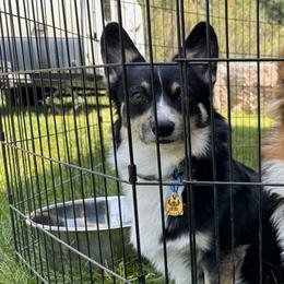 Stitch - Pembroke Welsh Corgi