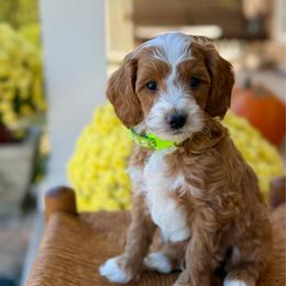 Patch - Red  male Goldendoodle puppy in Cannon County, Tennessee from Hilltop Doodles and Poodles