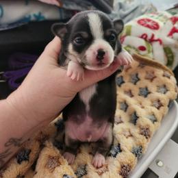 Remmi - Black and tan male Chihuahua puppy in Ashtabula, Ohio from Paw's & Awe's Chihuahuas