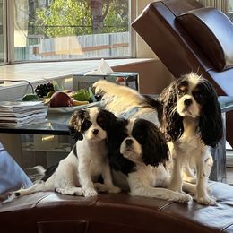 "Son, Mom, Dad" Cavalier King Charles Spaniel All Grown Up from PDX Cavaliers