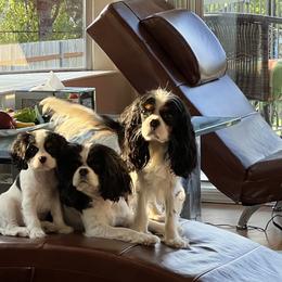 "Son, Mom, Dad" Cavalier King Charles Spaniel All Grown Up from PDX Cavaliers