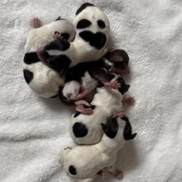 Yorkshire Terrier puppies from Chocolate and Parti Yorkies in Florida