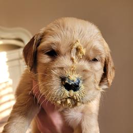 Golden Retriever Puppies from Middlecreek Goldens