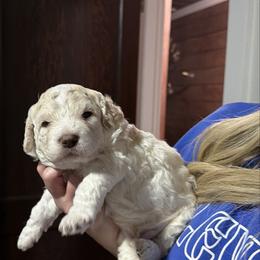 Boy 3 - Off-white male Lagotto Romagnolo puppy in Sherman, Texas from Texas Lagottos