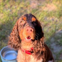 Oso - English Springer Spaniel