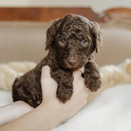 Garth Brooks - Chocolate male Goldendoodle puppy in Hiddenite, North Carolina from Rose and Reid Doodles