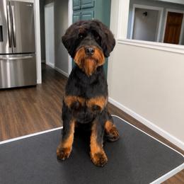 Cosmo - Goldendoodle