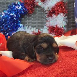 Boaz - Black and tan male Dachshund puppy in Strafford, Missouri from LL Weens
