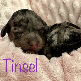 Tinsel - Goldendoodle puppy in Cameron, South Carolina from The Farmer and The Doods