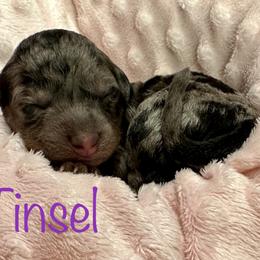 Tinsel - Goldendoodle puppy in Cameron, South Carolina from The Farmer and The Doods