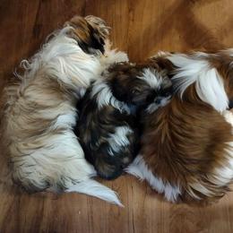 Shih Tzu Puppies from Willow Lane Shih Tzus