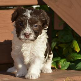 Rhiannon - Chocolate female Havanese puppy in Angier, North Carolina from Hoppy Havanese