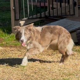 Phoebe - Border Collie
